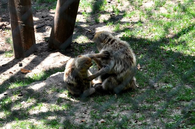 min 2013 07 06 beauval 172
